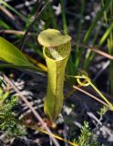 Nepenthes gracilis. Ловчий кувшинчик (длина около 7 см). Малайзия, о-в Калимантан, национальный парк Бако, песчаниковое плато, ≈ 100 м н.у.м., редкостойный пустошный лес \"паданг\". 09.05.2017.