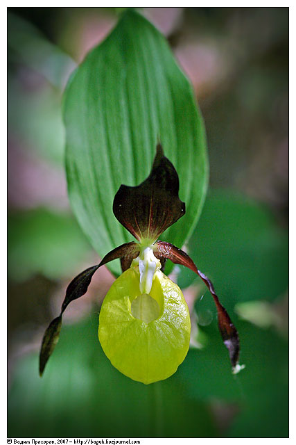 Изображение особи Cypripedium calceolus.