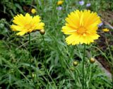 Coreopsis grandiflora