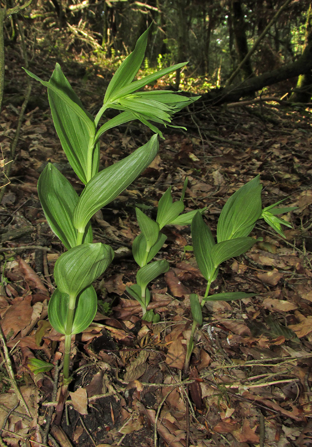 Image of Epipactis leptochila specimen.