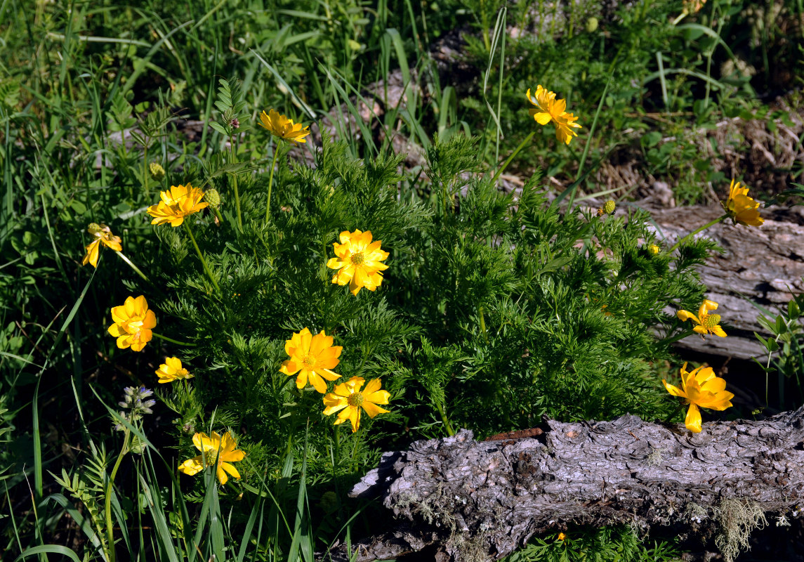 Image of Adonis apennina specimen.