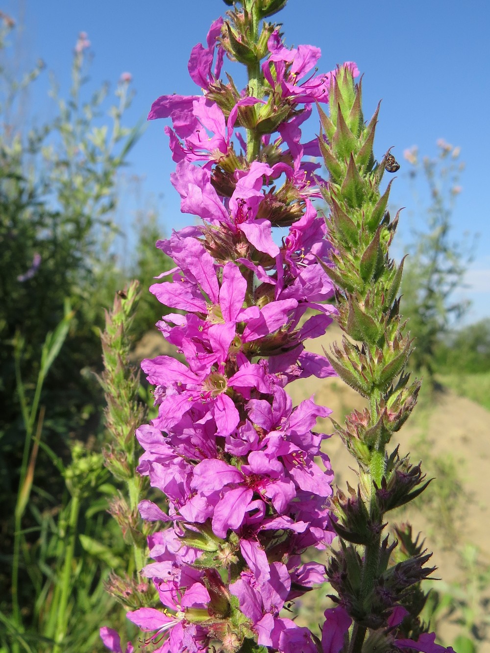 Image of Lythrum salicaria specimen.