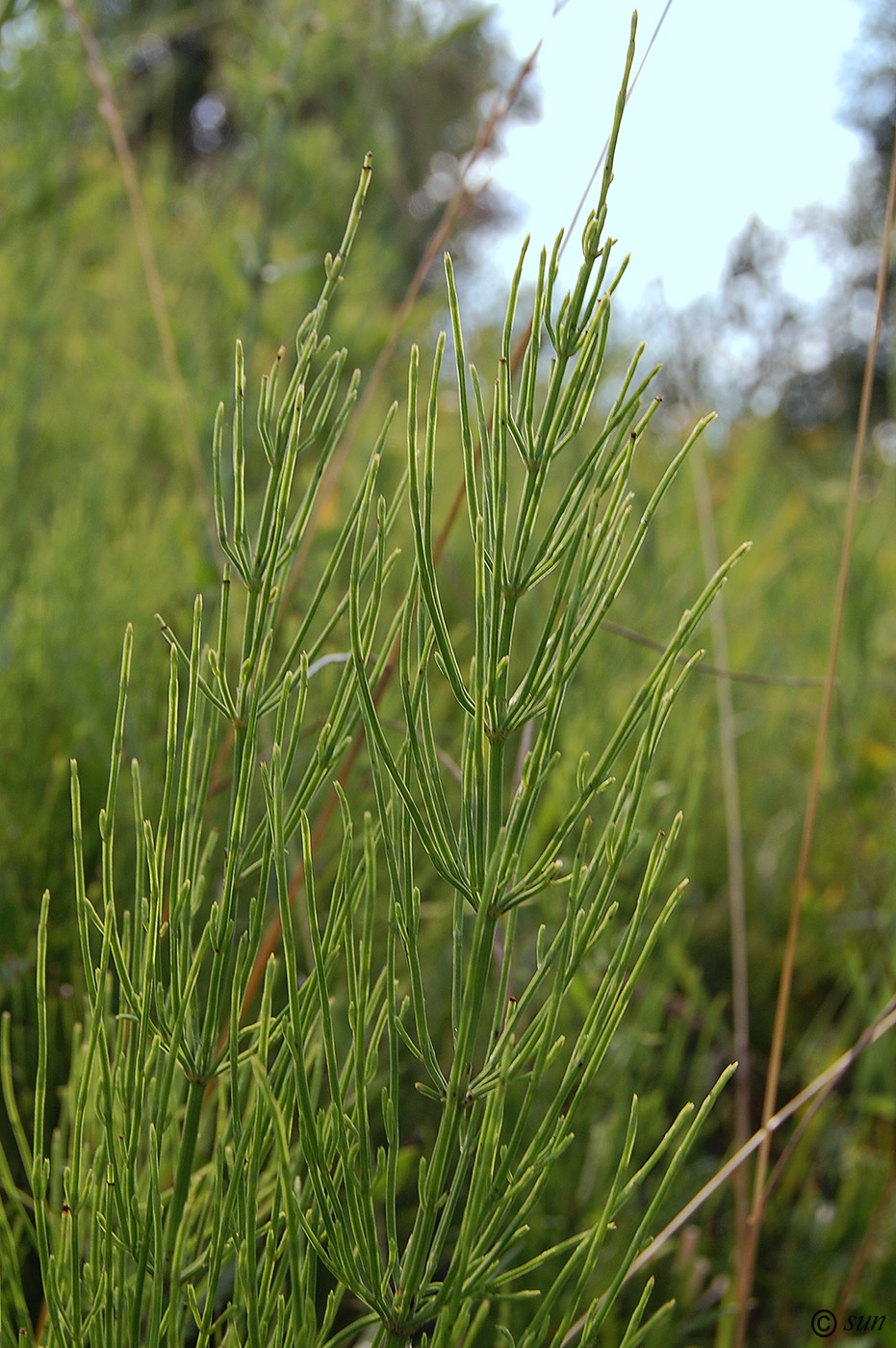 Изображение особи Equisetum arvense.