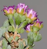 Lampranthus deltoides