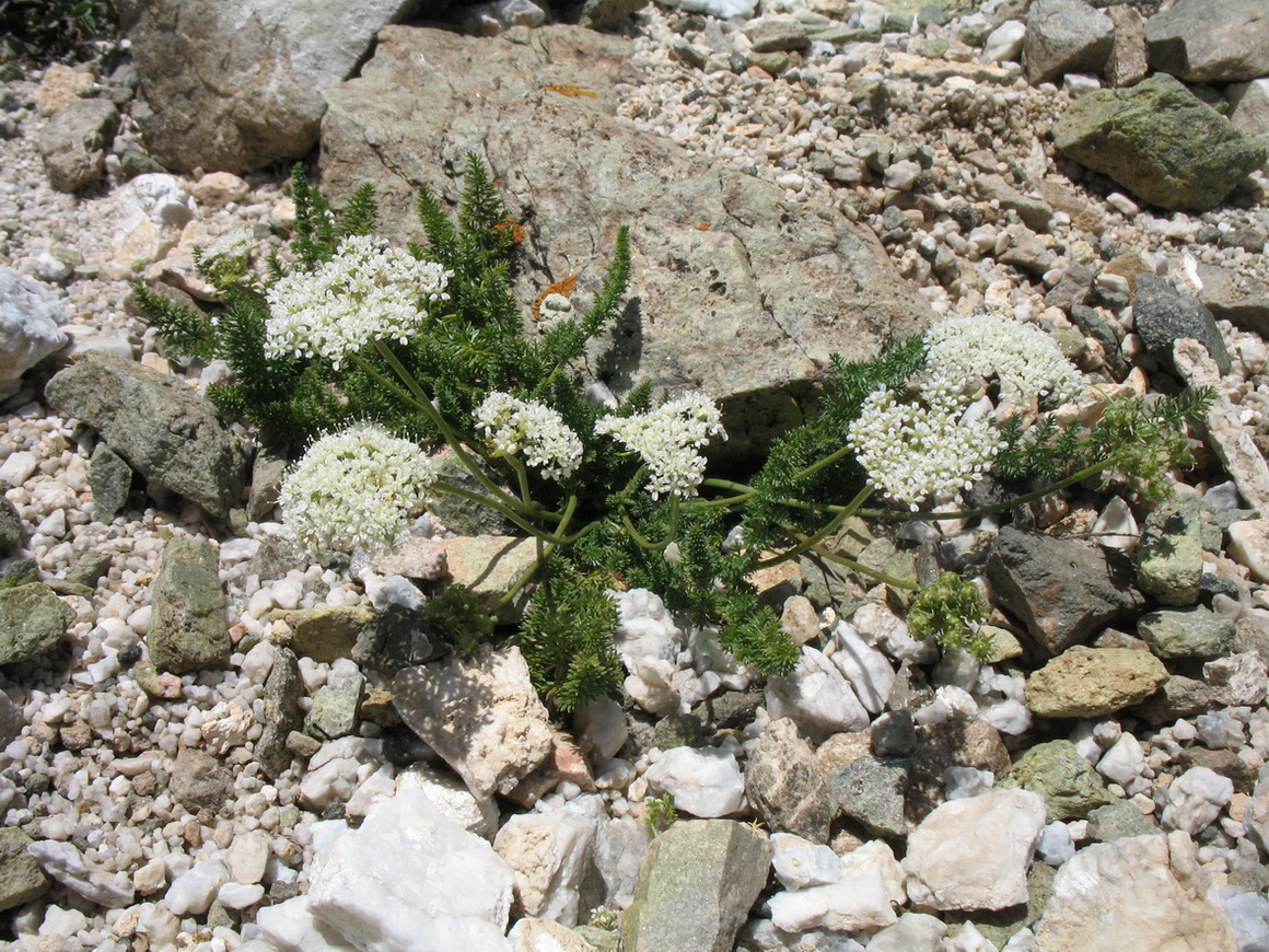 Изображение особи Schtschurowskia meifolia.