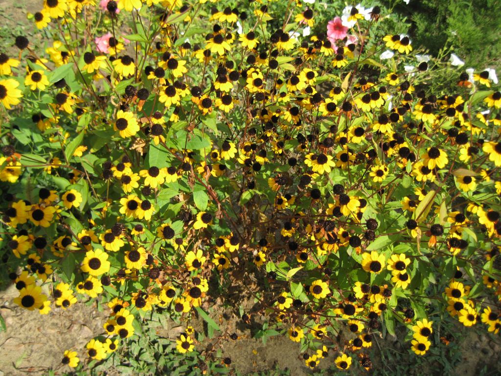 Изображение особи Rudbeckia triloba.