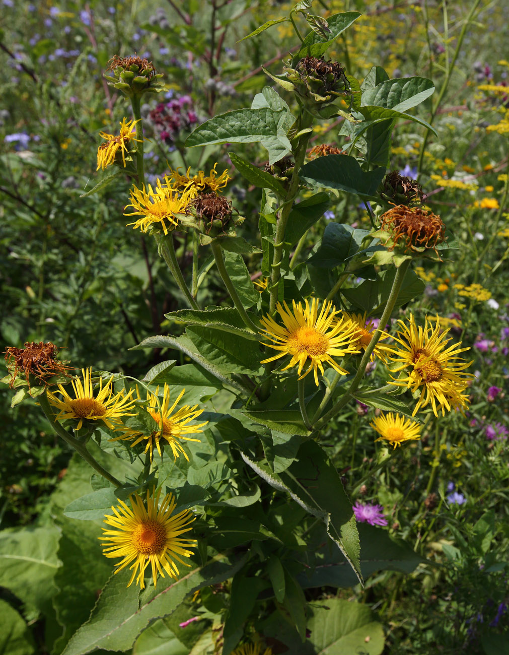 Изображение особи Inula helenium.