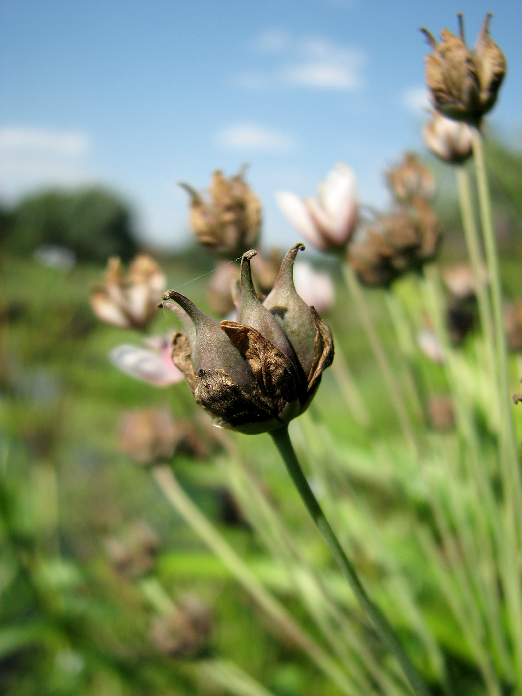 Изображение особи Butomus umbellatus.