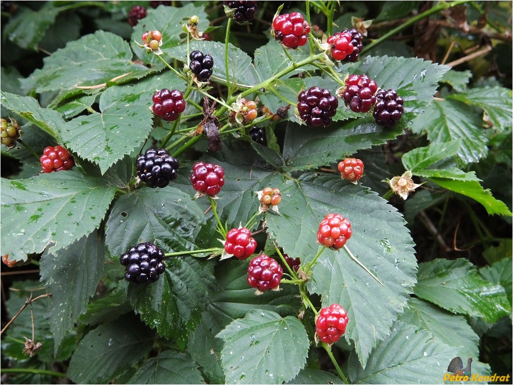 Изображение особи род Rubus.