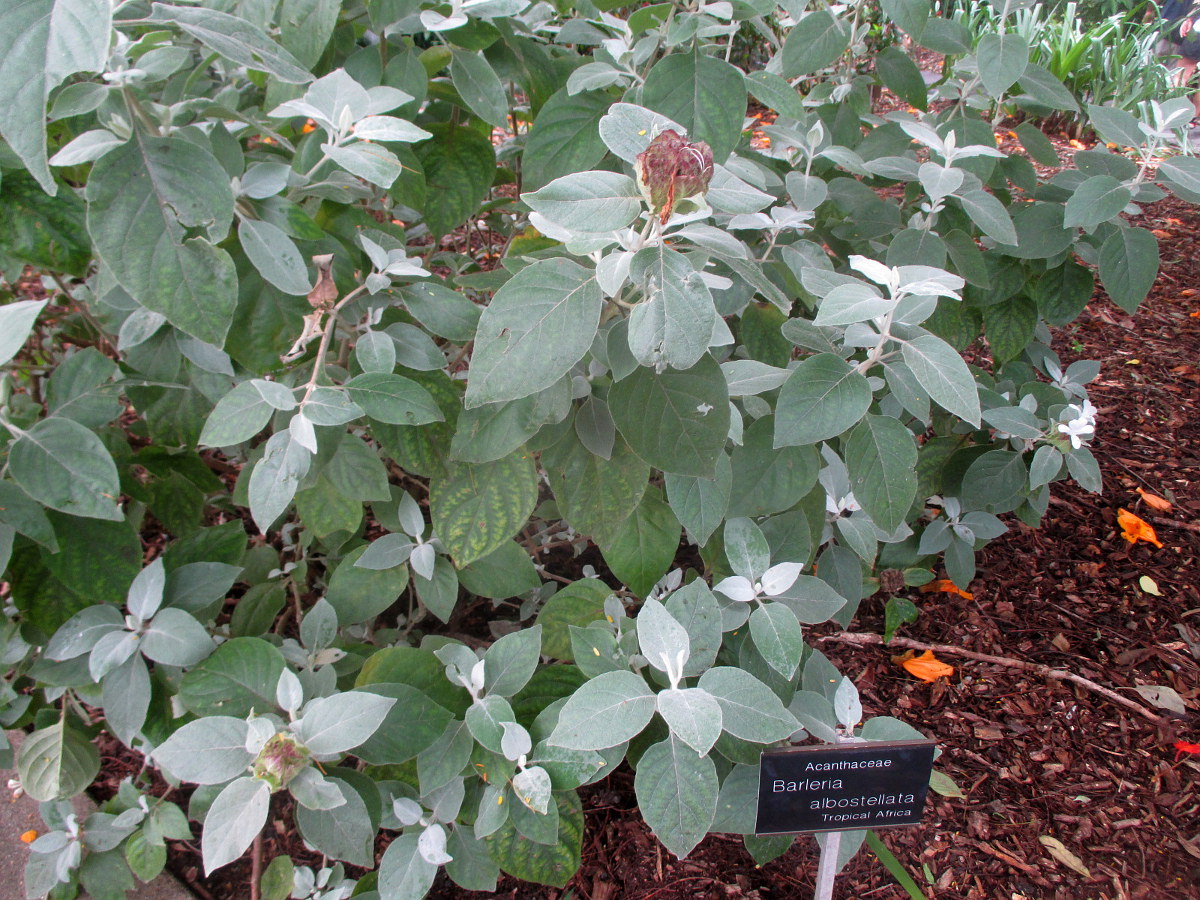 Image of Barleria albostellata specimen.