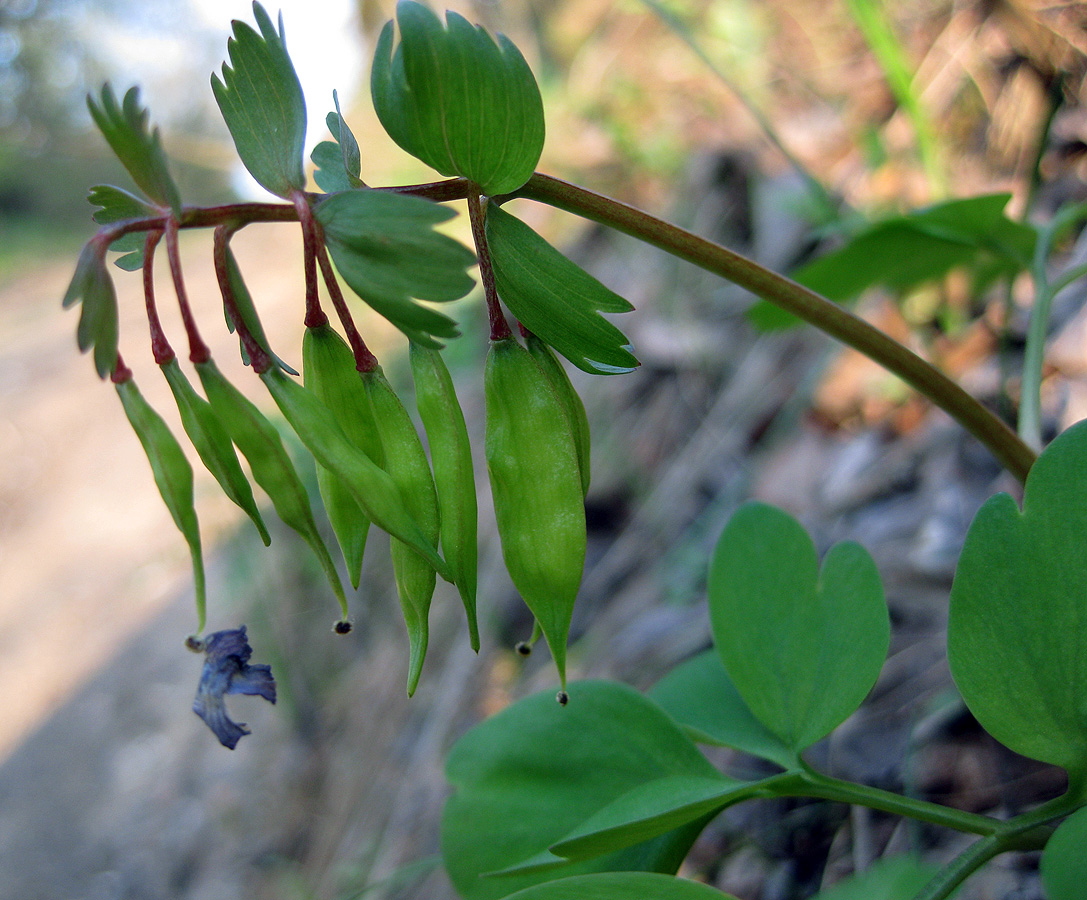 Image of Corydalis solida specimen.