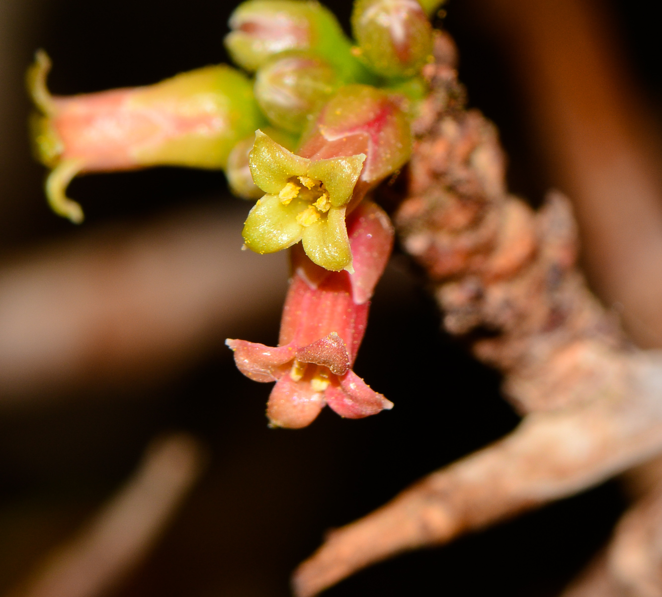 Image of Commiphora habessinica specimen.