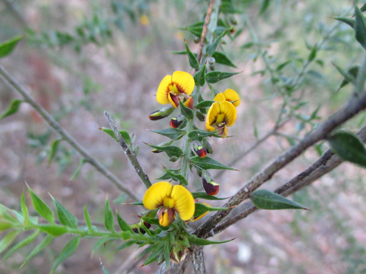 Image of Daviesia squarrosa var. villifera specimen.