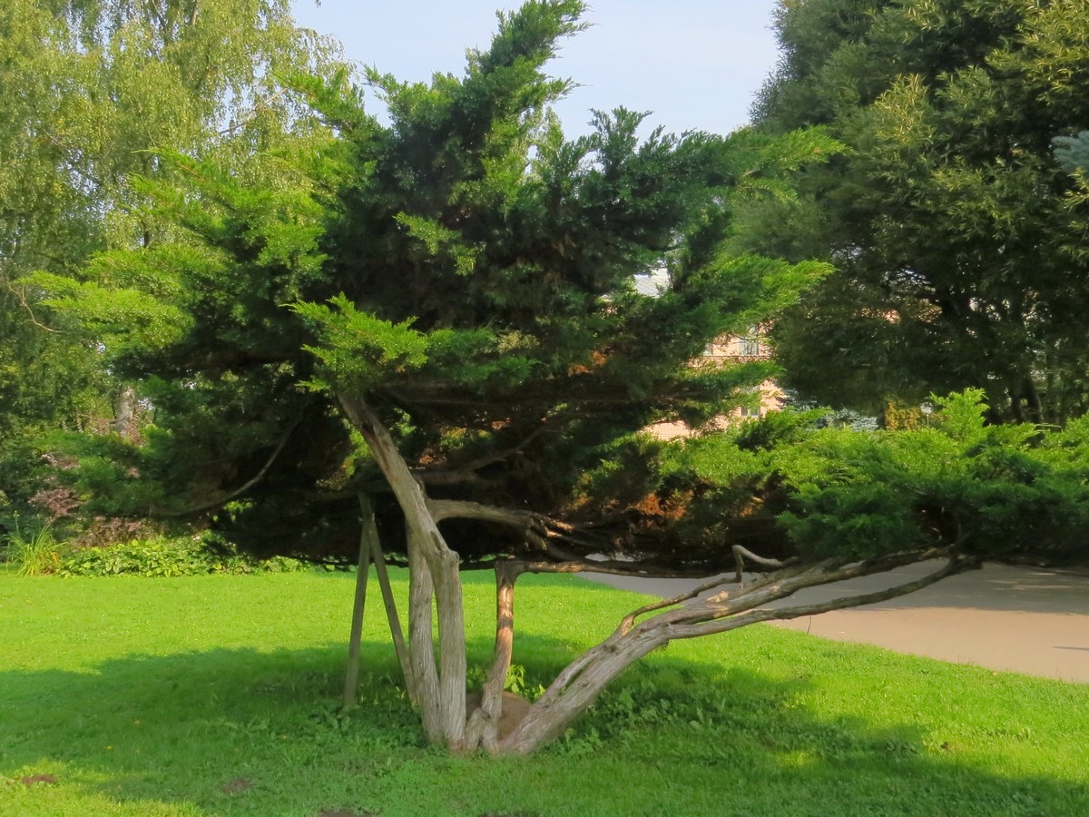 Image of Juniperus &times; pfitzeriana specimen.