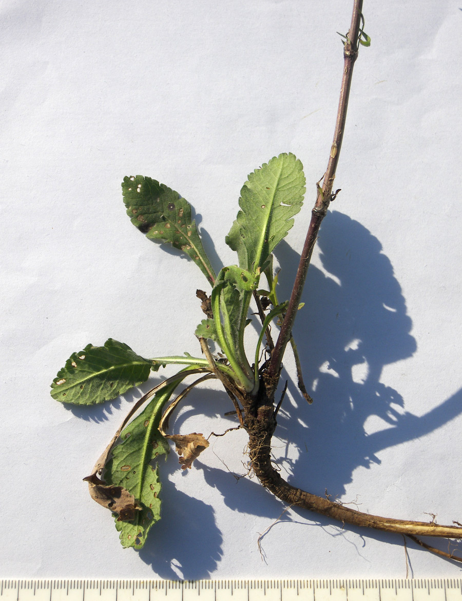 Image of Scabiosa bipinnata specimen.