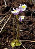 Pinguicula spathulata