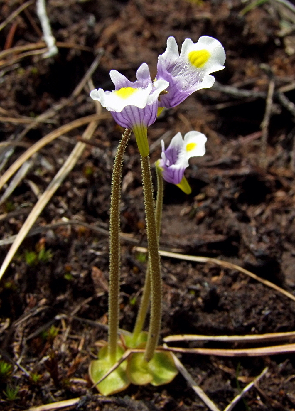 Изображение особи Pinguicula spathulata.