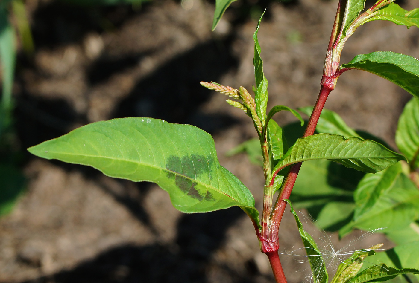 Image of Persicaria lapathifolia specimen.