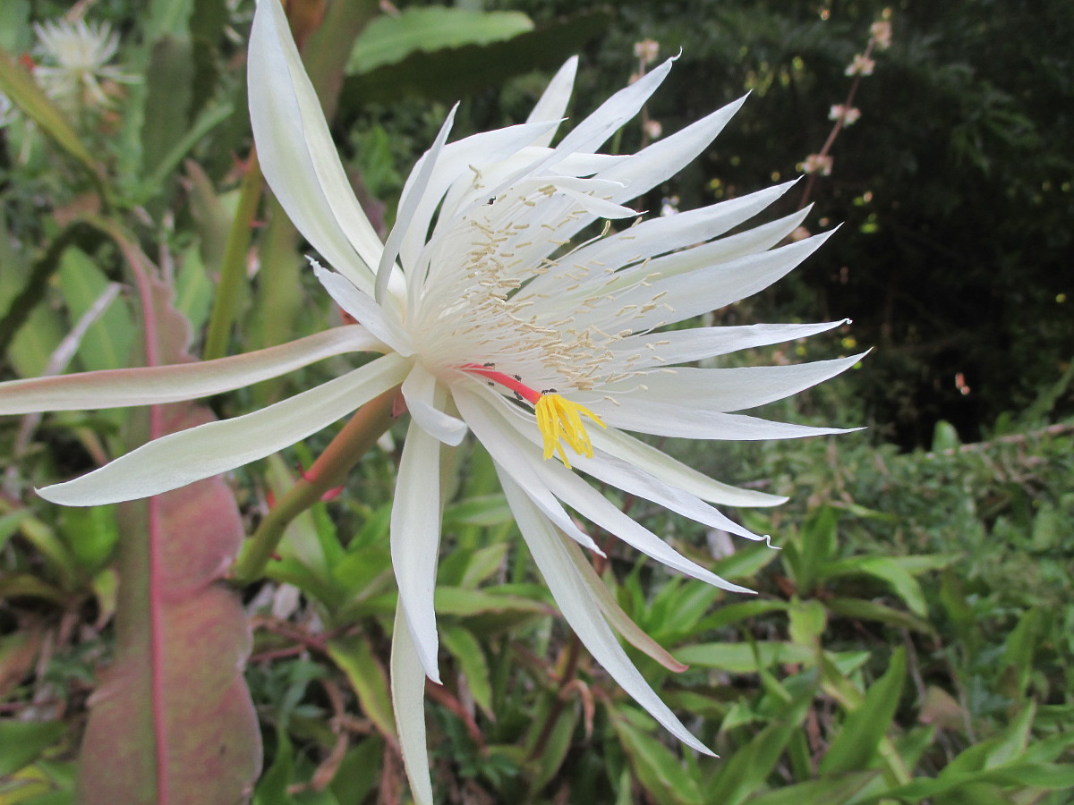 Image of Epiphyllum hookeri specimen.