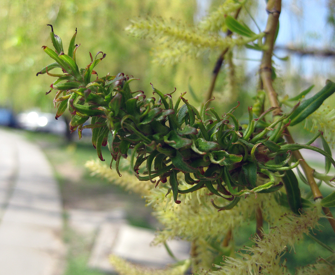 Изображение особи Salix babylonica.