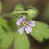 Image of taxon representative. Author is Максим Гуляев