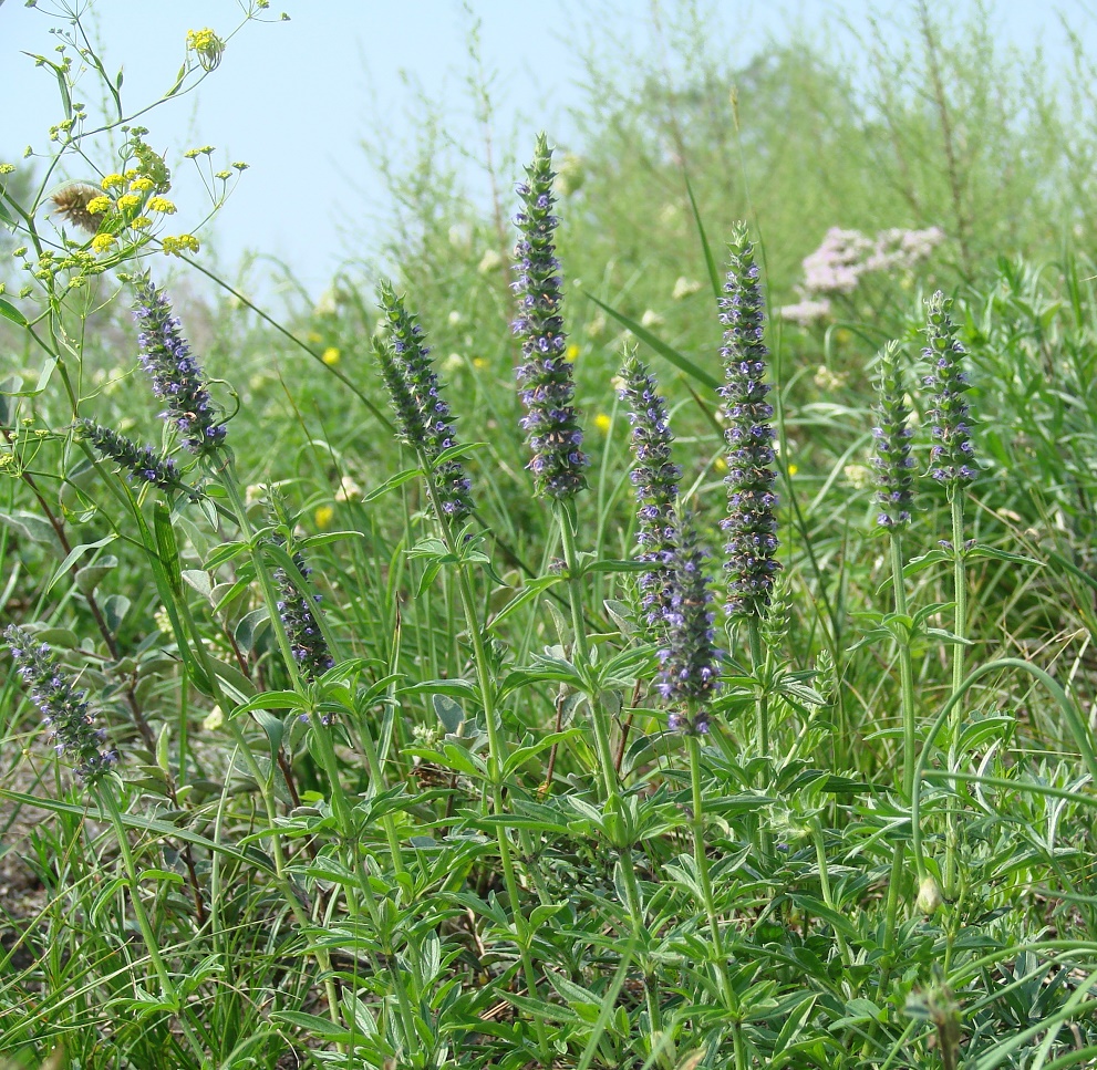 Изображение особи Schizonepeta multifida.