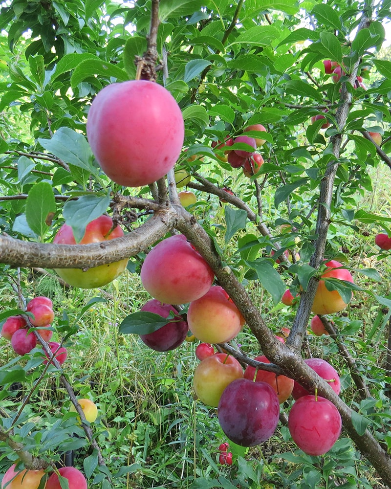 Image of Prunus × rossica specimen.