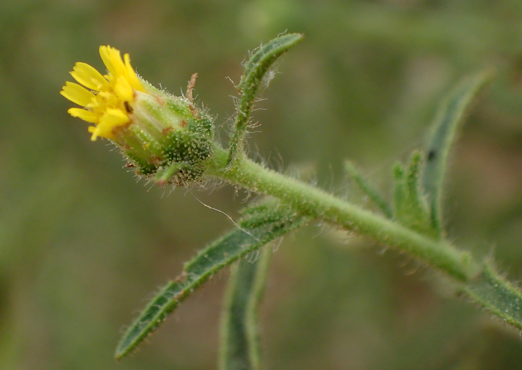 Image of Dittrichia graveolens specimen.