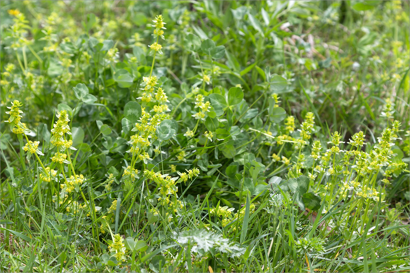 Image of Cruciata glabra specimen.