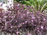 Tradescantia pallida. Побеги с соцветиями. Австралия, г. Брисбен, частная застройка, в культуре. 05.03.2017.