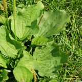 Plantago major