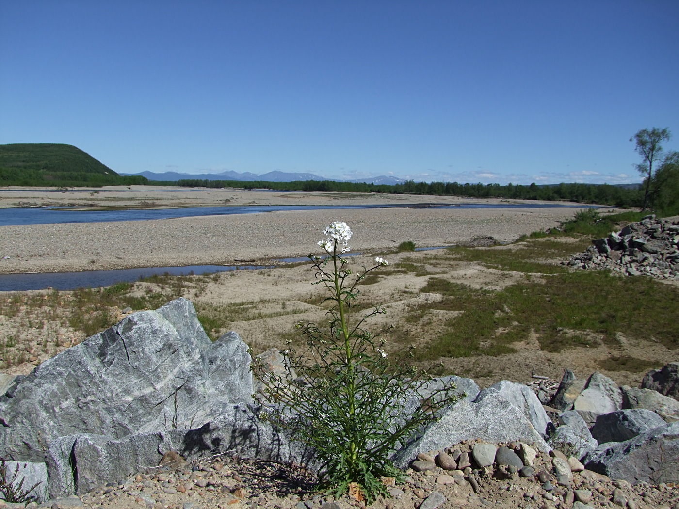 Image of Dontostemon pinnatifidus specimen.