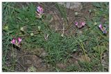 Astragalus macropus