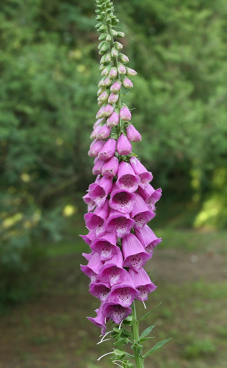 Image of Digitalis purpurea specimen.