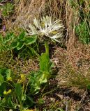 Centaurea cheiranthifolia. Верхушка цветущего растения. Абхазия, Рицинский реликтовый национальный парк, гора Чха, ≈ 2300 м н.у.м., субальпийский луг. 15.07.2017.