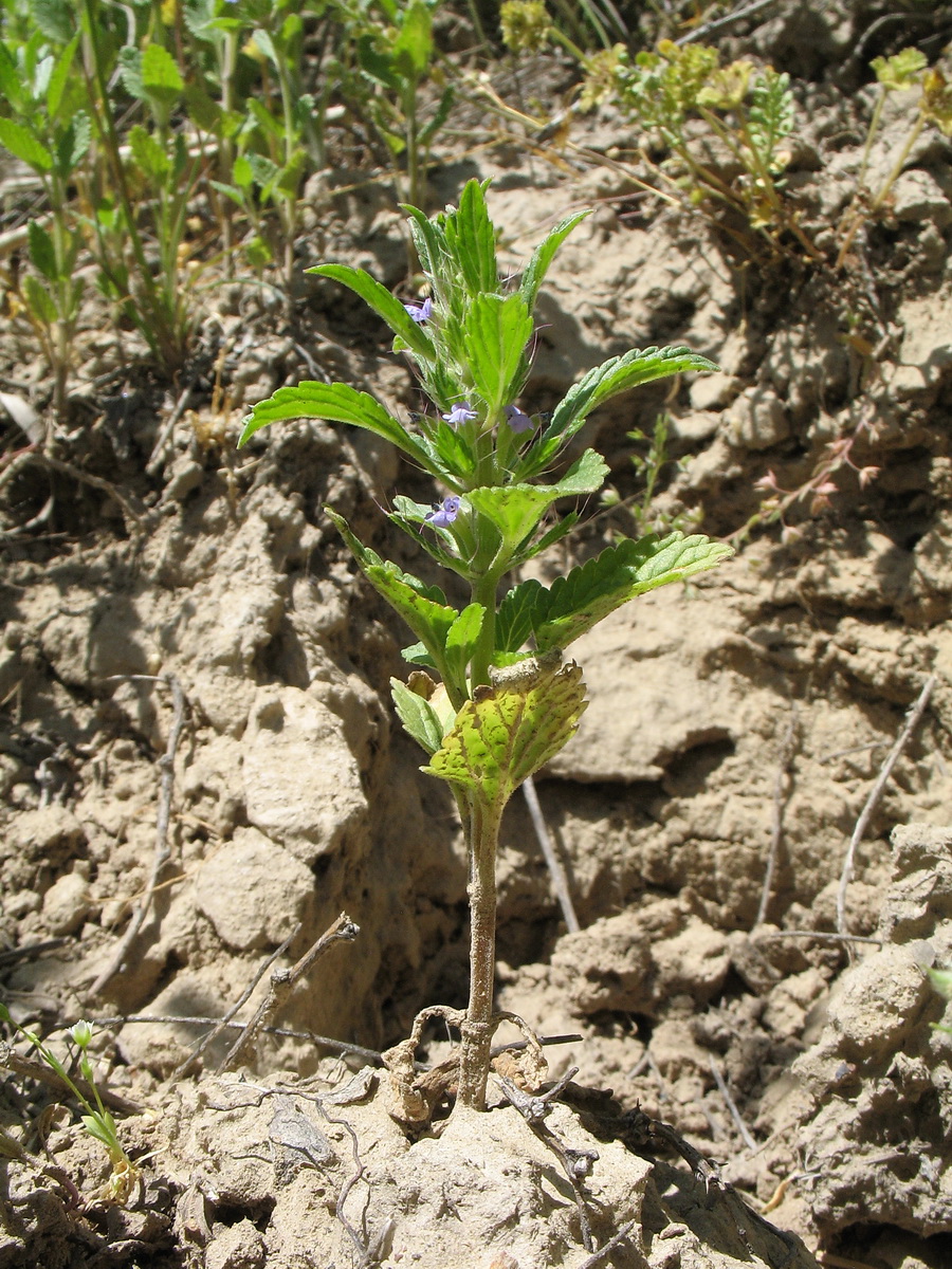 Image of Lallemantia royleana specimen.