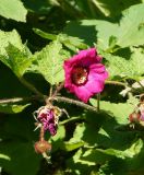 Rubus odoratus