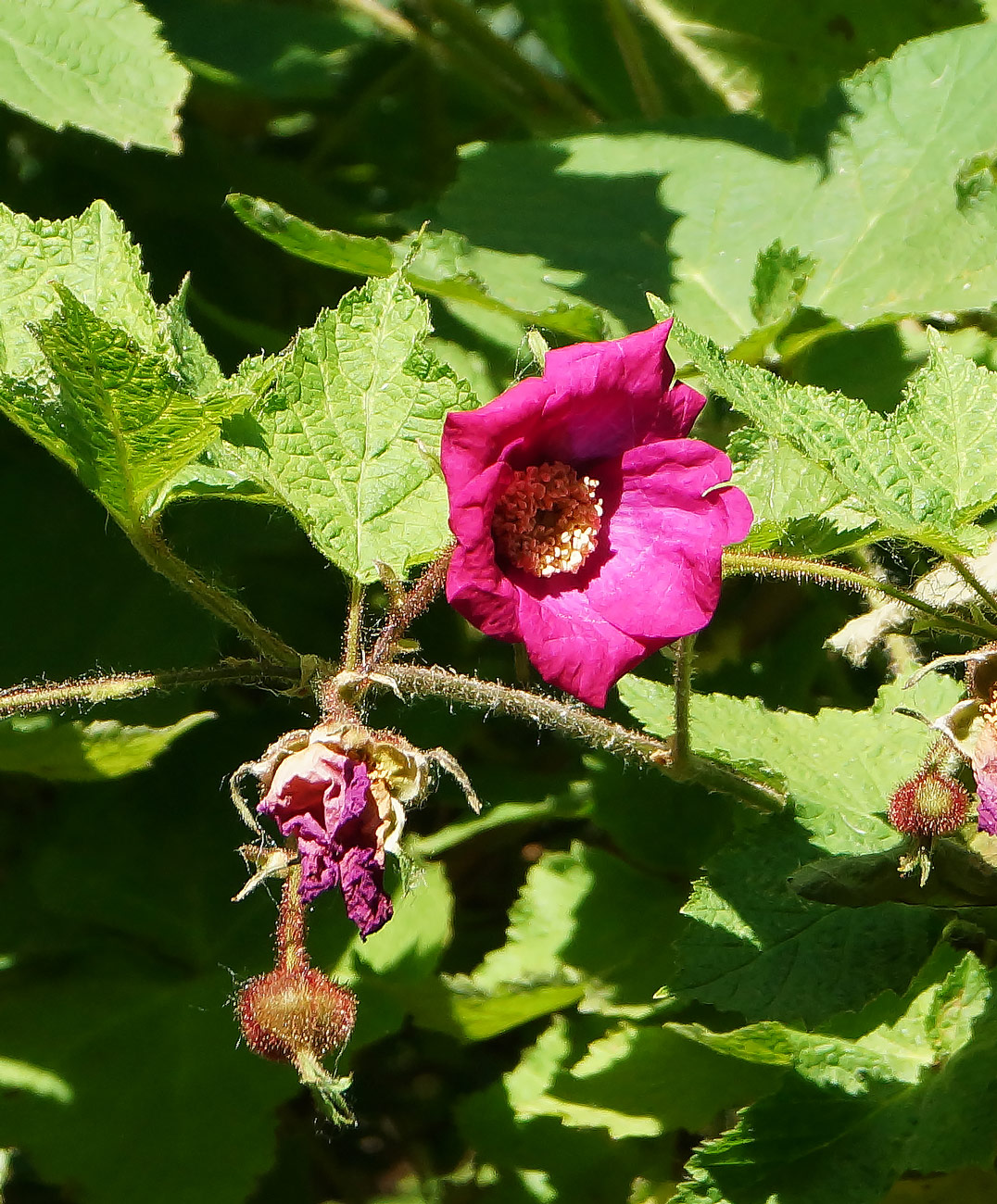 Image of Rubus odoratus specimen.