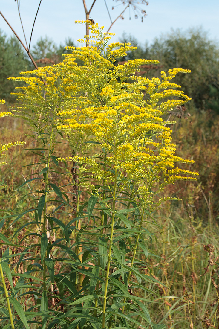 Изображение особи Solidago canadensis.