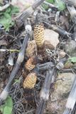 Equisetum telmateia