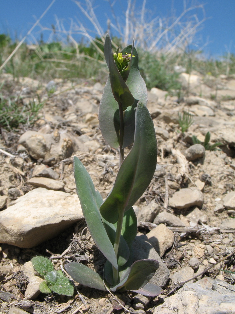 Изображение особи Tauscheria lasiocarpa.