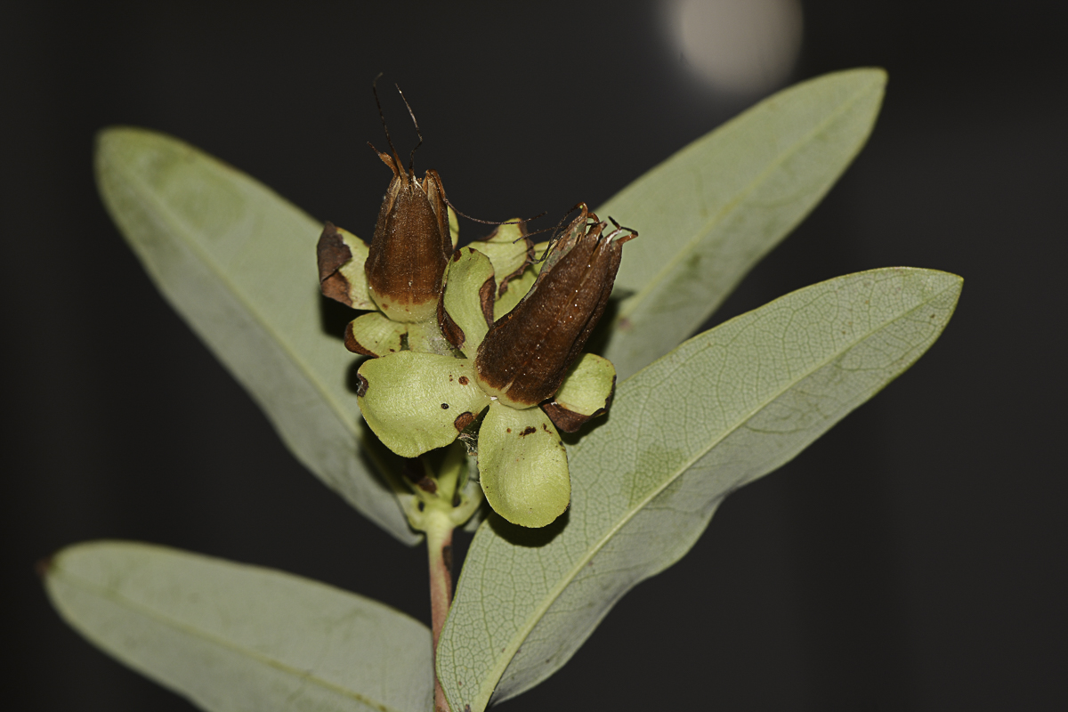 Image of Hypericum calycinum specimen.