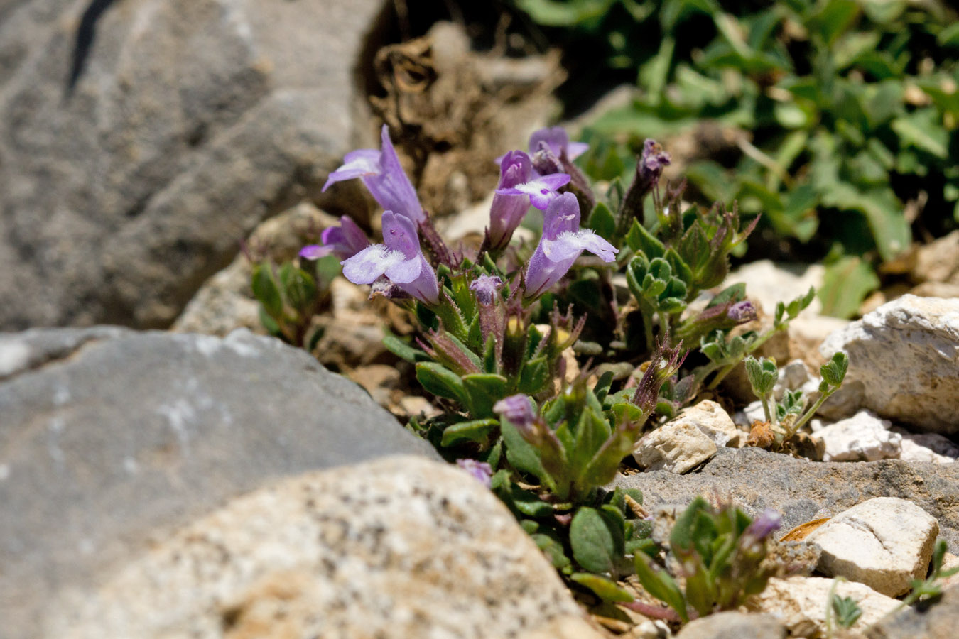 Изображение особи Ziziphora granatensis.