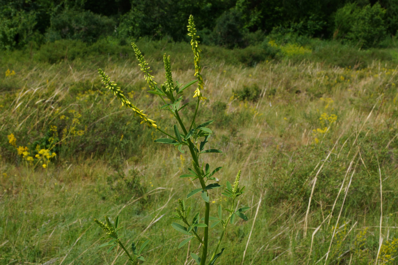 Изображение особи Melilotus officinalis.