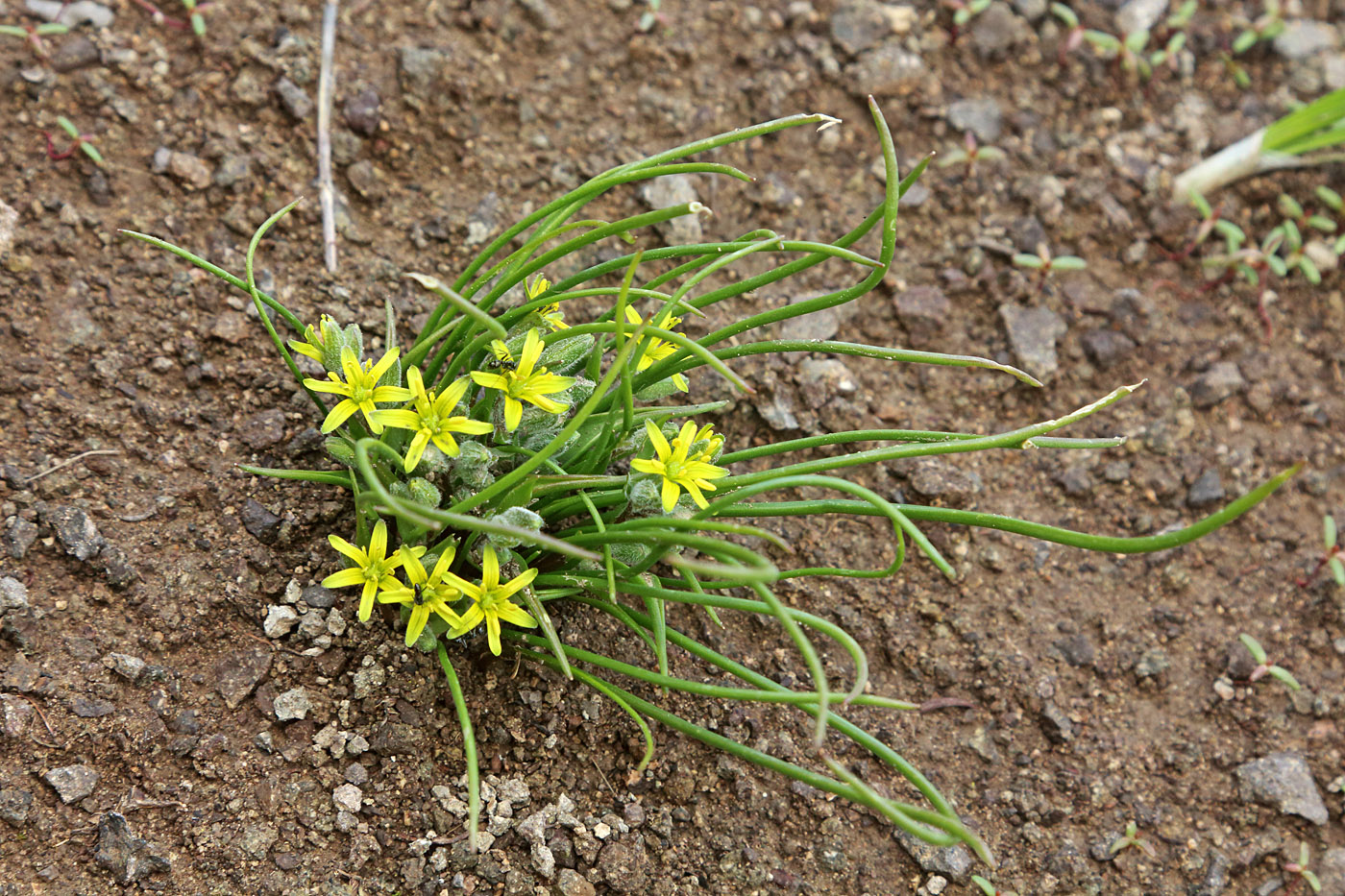 Image of Gagea popovii specimen.