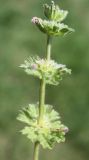 Lamium amplexicaule