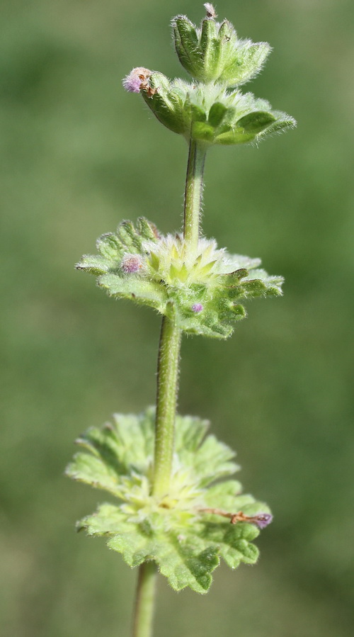 Image of Lamium amplexicaule specimen.