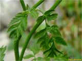 Anthriscus sylvestris. Средняя часть стеблей с листьями. Украина, Ивано-Франковская обл., Болеховский горсовет, Поляницкий сельсовет, окр. с. Поляница, луг на берегу р. Сукель. 14.05.2018.