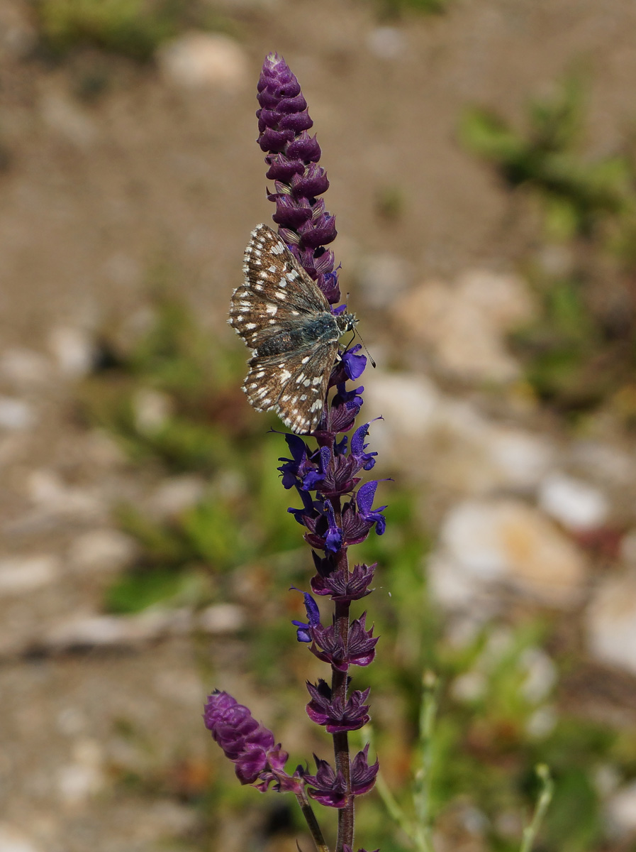 Изображение особи Salvia deserta.