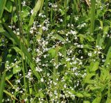 Galium debile